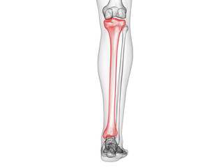 3d rendered medically accurate illustration of the tibia bone