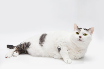 Close-up portrait of adult black and white fat cat with green eyes on a white background isolated. Free space for text mockup
