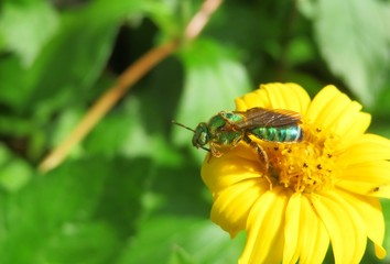Beautiful tropical green Agapostemon bee on yellow flower in Florida nature 
