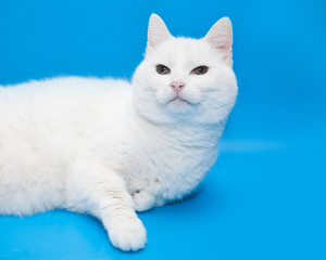 Portrait of adult white cat with yellow eyes on a blue background isolated. 