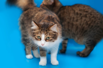 Portrait of adult fluffy striped cats with green eyes on a blue background isolated. 