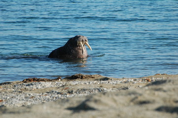 Fototapeta premium Arktis 6