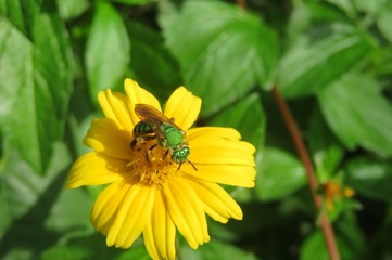 Tropical agapostemon green bee on yellow flower in Florida nature, closeup
