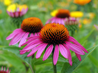 Echinacea purpurea - Roter Sonnenhut