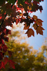 fall foliage, closeup of colorful red orange and yellow maple leaves in autumn, Canada Vancouver, BC