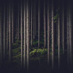 Dunkler Wald