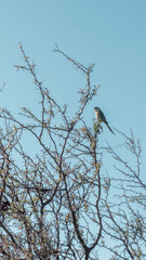 bird on tree