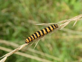 cinnabar moth caterpillar