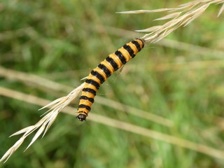 cinnabar moth caterpillar