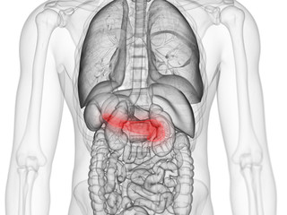 3d rendered medically accurate illustration of the pancreas