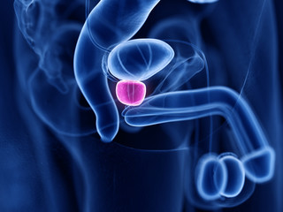 3d rendered medically accurate illustration of the prostate