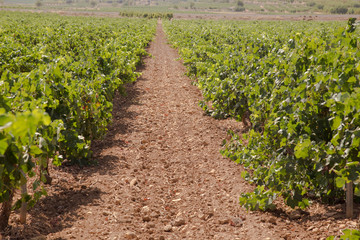 Fototapeta na wymiar Field of vines in the afternoon sun of August