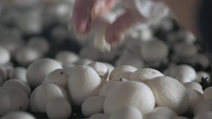 Hand in a rubber glove picking up fresh harvest of champignons on a mushroom growing plant. Food production.