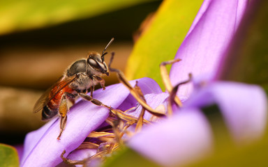 Little bee on the lotus flower