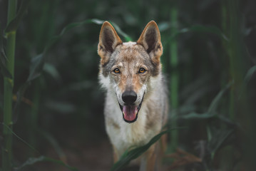 Portrait of a wolf dog in a corn field, moody and desaturated look