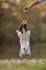 Jack russel terrier dog playing with a man (not recognizable) and a ball backlight at the golden hour