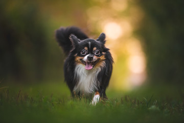 Obraz premium Chihuahua dog walking on green grass with bokeh background in the golden hour
