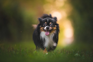 Chihuahua dog walking on green grass with bokeh background in the golden hour