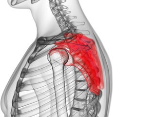 3d rendered medically accurate illustration of the scapula