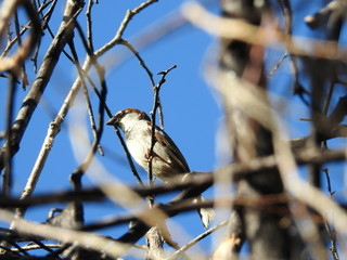sparrow
