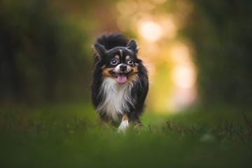 Chihuahua dog walking on green grass with bokeh background in the golden hour