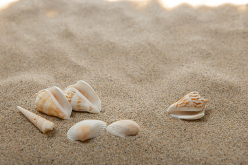 砂浜と貝殻