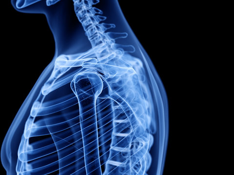 3d rendered medically accurate illustration of the skeletal shoulder
