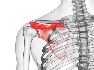 3d rendered medically accurate illustration of the scapula
