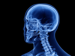 3d rendered medically accurate illustration of the human skull