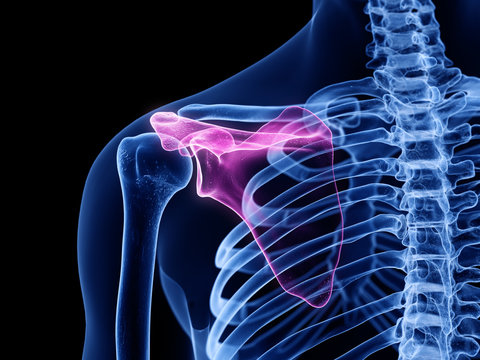3d rendered medically accurate illustration of the scapula