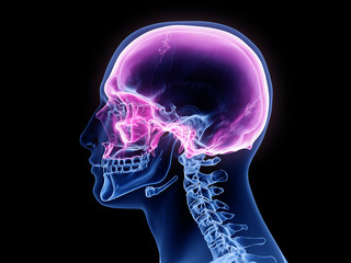 3d rendered medically accurate illustration of the cranium