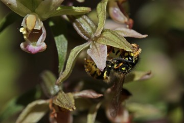 Bestäubende Wespe an Violetter Stendelwurz (Epipactis purpurata)