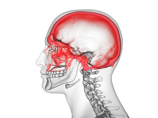 3d rendered medically accurate illustration of the cranium