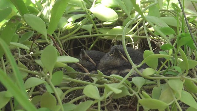 Oriental magpie robin juvenile birds. Young birds sibling that has just fledged huddling in the nest .