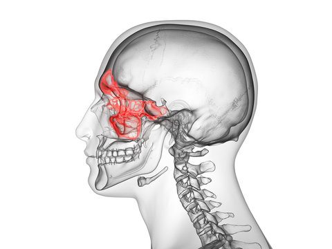 3d rendered medically accurate illustration of the sinuses
