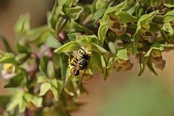 Bestäubende Wespe an Violetter Stendelwurz (Epipactis purpurata)