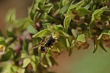 Bestäubende Wespe an Violetter Stendelwurz (Epipactis purpurata)