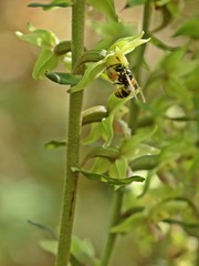Bestäubende Wespe an Violetter Stendelwurz (Epipactis purpurata)