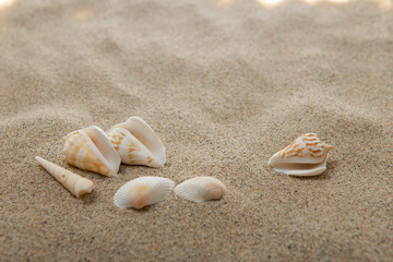 砂浜と貝殻