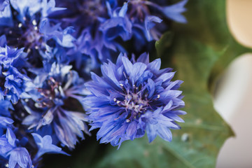 Cornflower. Beautiful spring flowers Blue Centaurea cyanus on background. Blue flowers pattern. Macro photo.
