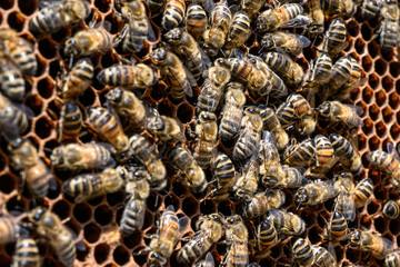 closeup of bees on honeycomb in apiary Honey bee selective focus