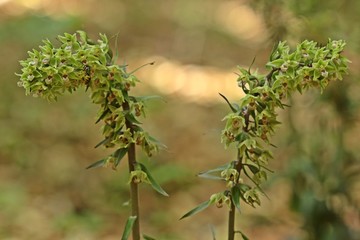 Violette Stendelwurz (Epipactis purpurata) mit bestäubender Wespe