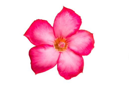 adenium obesum isolated on white background
