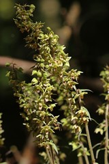 Violette Stendelwurz (Epipactis purpurata) mit bestäubender Wespe