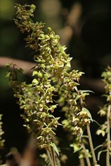 Violette Stendelwurz (Epipactis purpurata) mit bestäubender Wespe