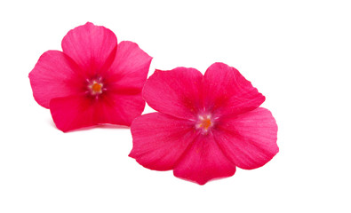 Naklejka premium phlox flower isolated