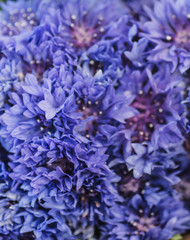 Cornflower. Beautiful spring flowers Blue Centaurea cyanus on background. Blue flowers pattern. Macro photo.