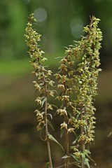 Violette Stendelwurz (Epipactis purpurata) mit bestäubender Wespe