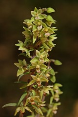 Makroaufnahme einer Violetten Stendelwurz (Epipactis purpurata)