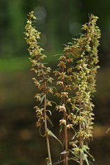 Violette Stendelwurz (Epipactis purpurata) mit bestäubender Wespe